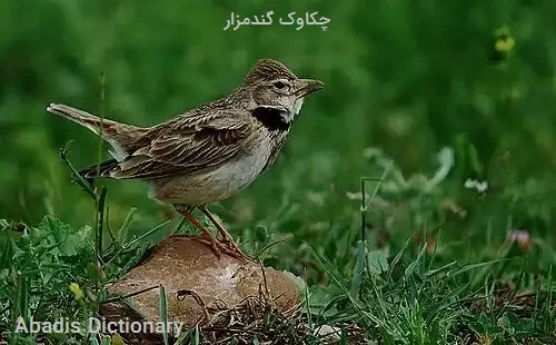 چکاوک گندمزار